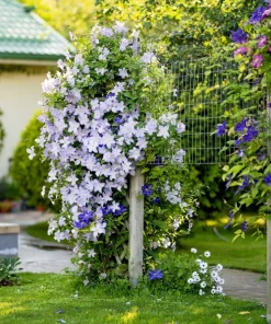 10 Mixed Hybrid Clematis Seeds - Vibrant Flower Vine for Sun to Part Shade - Image 15