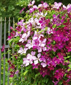 10 Mixed Hybrid Clematis Seeds - Vibrant Flower Vine for Sun to Part Shade - Image 16