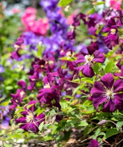 10 Mixed Hybrid Clematis Seeds - Vibrant Flower Vine for Sun to Part Shade - Image 17