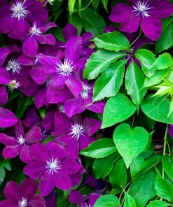10 Mixed Hybrid Clematis Seeds - Vibrant Flower Vine for Sun to Part Shade - Image 18