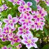 10 Mixed Hybrid Clematis Seeds - Vibrant Flower Vine for Sun to Part Shade - Image 1