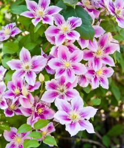 10 Mixed Hybrid Clematis Seeds - Vibrant Flower Vine for Sun to Part Shade - Image 1