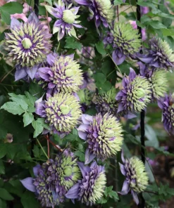 10 Mixed Hybrid Clematis Seeds - Vibrant Flower Vine for Sun to Part Shade - Image 2