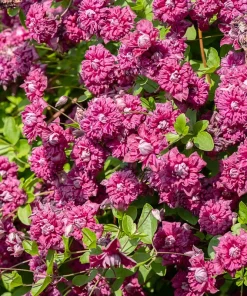 10 Mixed Hybrid Clematis Seeds - Vibrant Flower Vine for Sun to Part Shade - Image 3