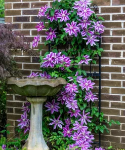 10 Mixed Hybrid Clematis Seeds - Vibrant Flower Vine for Sun to Part Shade - Image 4