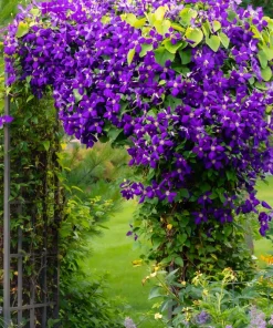 10 Mixed Hybrid Clematis Seeds - Vibrant Flower Vine for Sun to Part Shade - Image 5