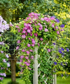 10 Mixed Hybrid Clematis Seeds - Vibrant Flower Vine for Sun to Part Shade - Image 6