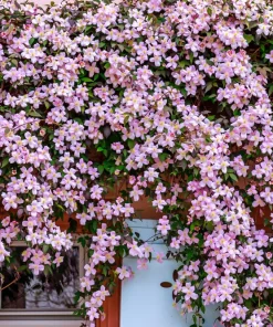 10 Mixed Hybrid Clematis Seeds - Vibrant Flower Vine for Sun to Part Shade - Image 7