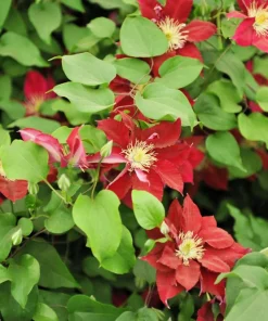10 Mixed Hybrid Clematis Seeds - Vibrant Flower Vine for Sun to Part Shade - Image 8