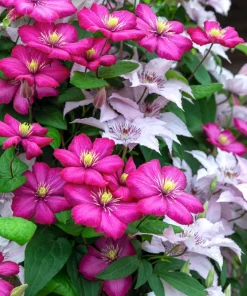 10 Mixed Hybrid Clematis Seeds - Vibrant Flower Vine for Sun to Part Shade - Image 9