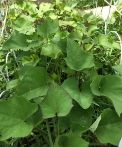 10 Molokai Purple Sweet Potato Slips - Organic Live Plants for Garden - Image 3