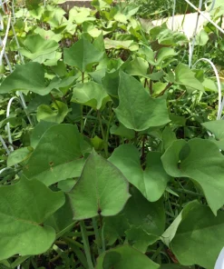 10 Molokai Purple Sweet Potato Slips - Organic Live Plants for Garden - Image 4