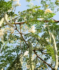 10 Moringa Oleifera Seeds - Drumstick Tree Seeds for Planting - Image 10