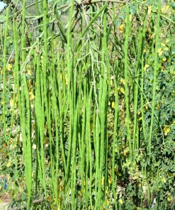 10 Moringa Oleifera Seeds - Drumstick Tree Seeds for Planting - Image 2