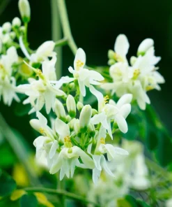 10 Moringa Oleifera Seeds - Drumstick Tree Seeds for Planting - Image 3