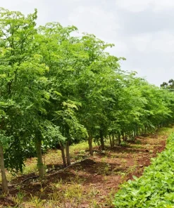 10 Moringa Oleifera Seeds - Drumstick Tree Seeds for Planting - Image 4