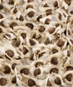 10 Moringa Oleifera Seeds - Drumstick Tree Seeds for Planting - Image 5