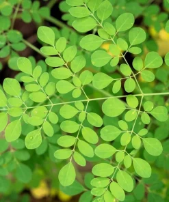 10 Moringa Oleifera Seeds - Drumstick Tree Seeds for Planting - Image 6