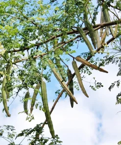 10 Moringa Oleifera Seeds - Drumstick Tree Seeds for Planting - Image 7