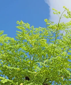 10 Moringa Oleifera Seeds - Drumstick Tree Seeds for Planting - Image 8