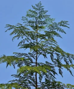 10 Moringa Oleifera Seeds - Drumstick Tree Seeds for Planting - Image 9