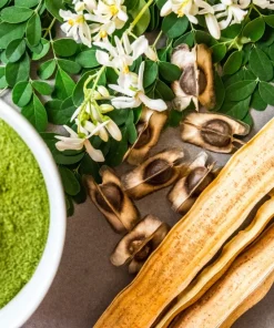 10 Moringa Oleifera Seeds - Drumstick Tree Seeds for Planting - Image 1