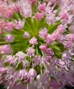 10 Mouse Garlic Allium Angulosum Seeds - Wild Garlic Pink Flower Herb - Image 2