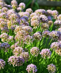 10 Mouse Garlic Allium Angulosum Seeds - Wild Garlic Pink Flower Herb - Image 3