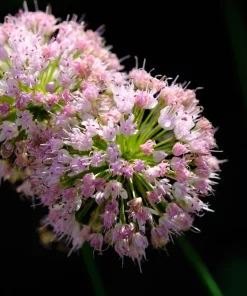 10 Mouse Garlic Allium Angulosum Seeds - Wild Garlic Pink Flower Herb - Image 4