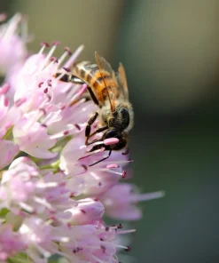 10 Mouse Garlic Allium Angulosum Seeds - Wild Garlic Pink Flower Herb - Image 5