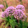 10 Mouse Garlic Allium Angulosum Seeds - Wild Garlic Pink Flower Herb - Image 1