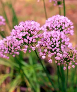 10 Mouse Garlic Allium Angulosum Seeds - Wild Garlic Pink Flower Herb - Image 1