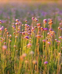 10 Mouse Garlic Allium Angulosum Seeds - Wild Garlic Pink Flower Herb - Image 6