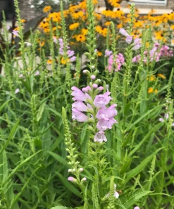 10 Obedient Plant Physostegia Virginiana Perennial Bare Roots - Outdoor Flowering - Image 2