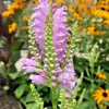 10 Obedient Plant Physostegia Virginiana Perennial Bare Roots - Outdoor Flowering - Image 1