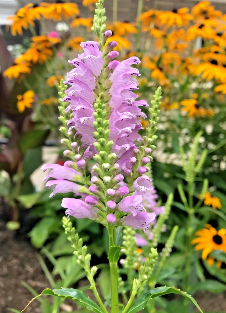 10 Obedient Plant Physostegia Virginiana Perennial Bare Roots - Outdoor Flowering - Image 1