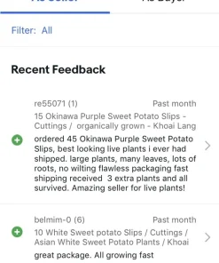 10 Okinawa Purple Sweet Potato Slips - Organic Cuttings for Planting - Image 12