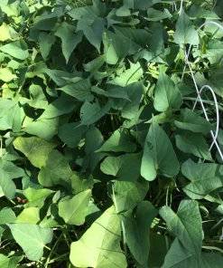 10 Okinawa Purple Sweet Potato Slips - Organic Cuttings for Planting - Image 2