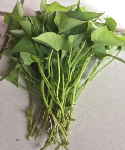 10 Okinawa Purple Sweet Potato Slips - Organic Cuttings for Planting - Image 3