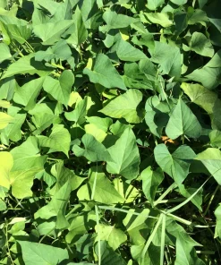 10 Okinawa Purple Sweet Potato Slips - Organic Cuttings for Planting - Image 5