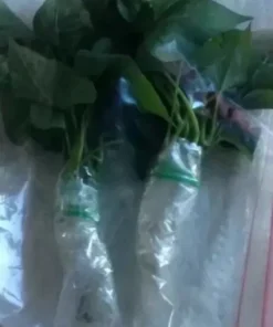 10 Okinawa Purple Sweet Potato Slips - Organic Cuttings for Planting - Image 6