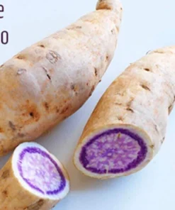 10 Okinawa Purple Sweet Potato Slips - Organic Cuttings for Planting - Image 8
