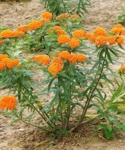 10 Orange Butterfly Weed Bare Roots - Asclepias Tuberosa Live Monarch Milkweed Perennial - Image 2