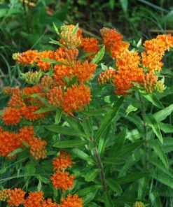 10 Orange Butterfly Weed Bare Roots - Asclepias Tuberosa Live Monarch Milkweed Perennial - Image 6