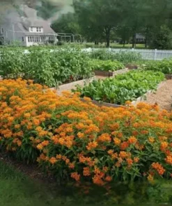 10 Orange Butterfly Weed Bare Roots - Asclepias Tuberosa Live Monarch Milkweed Perennial - Image 8