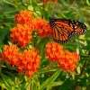 10 Orange Butterfly Weed Bare Roots - Asclepias Tuberosa Live Monarch Milkweed Perennial - Image 1