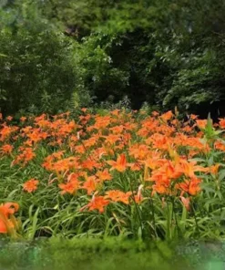 10 Orange Daylily Live Bare Root Plant - Bright Tiger Lily Perennial - Image 3