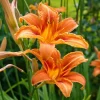 10 Orange Daylily Live Bare Root Plant - Bright Tiger Lily Perennial - Image 1