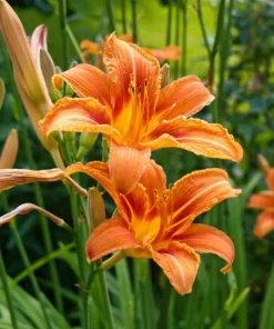 10 Orange Daylily Live Bare Root Plant - Bright Tiger Lily Perennial - Image 1