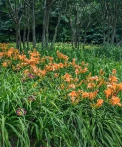 10 Orange Daylily Live Bare Root Plant - Bright Tiger Lily Perennial - Image 4